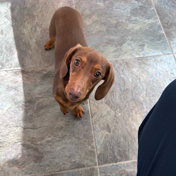 Meet your Posher, Lauren - Picture 6 of 6